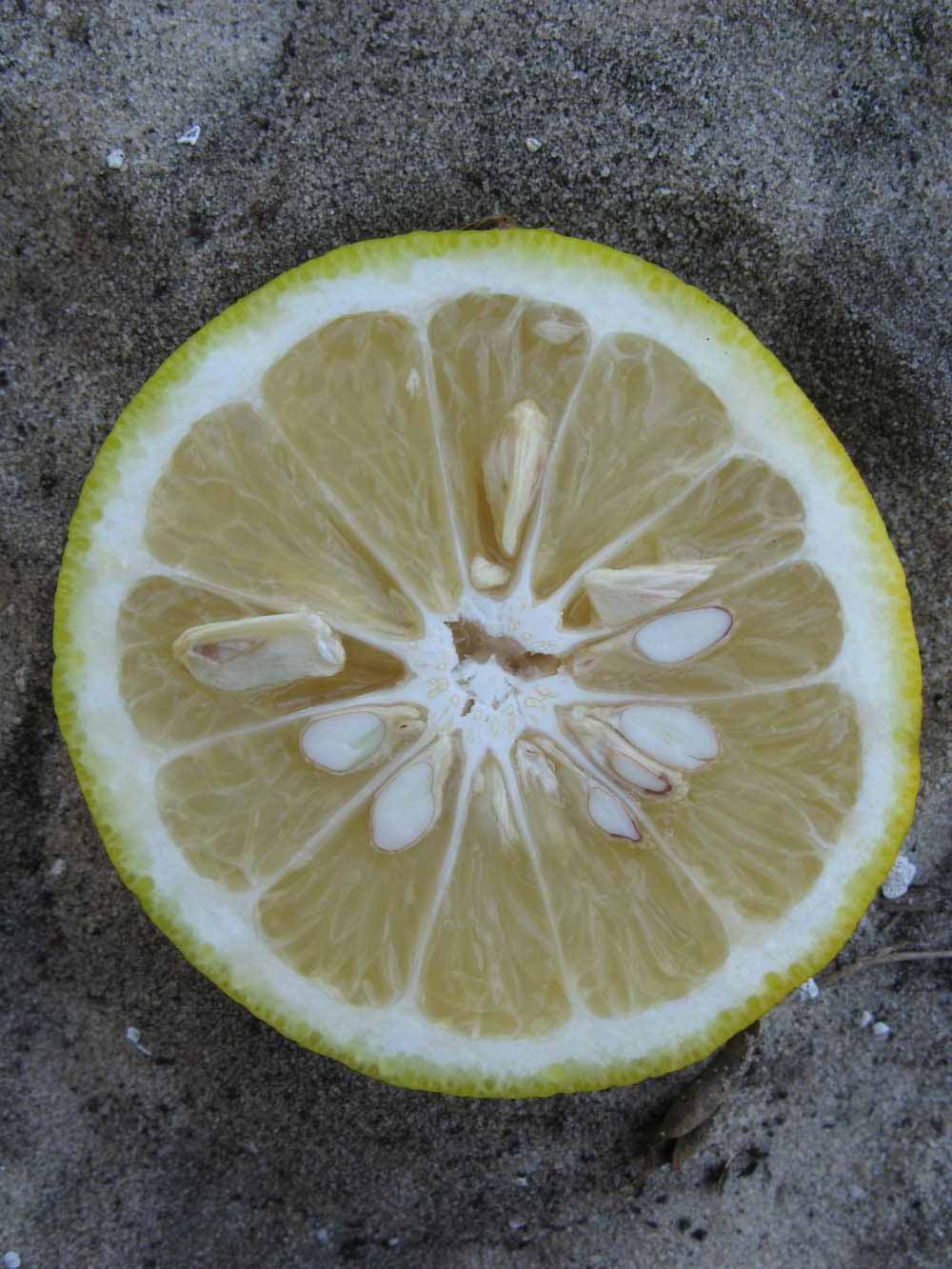              Fruit of  Citrus taiwanica          (Nanshô-daidai, Winter Haven, FL)       